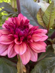 Dahlia ´Molly Raven´