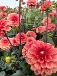 Dahlia ´Orange Girl´