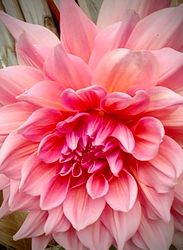 Dahlia ´Otto´s Trill´