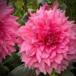 Dahlia ´Otto´s Trill´
