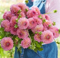 Dahlia ´Pink Suffusion´
