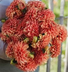 Dahlia ´Portofino´