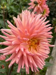 Dahlia ´Preference´