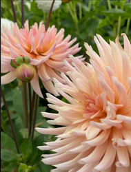 Dahlia ´Preference´