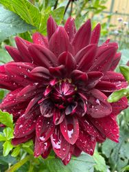 Dahlia ´Sam Hopkins´