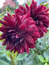 Dahlia ´Sam Hopkins´