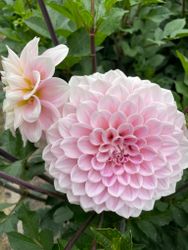 Dahlia ´Sweet Nathalie´