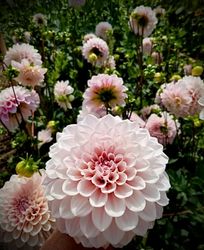Dahlia ´Sweet Nathalie´