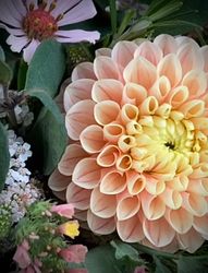 Dahlia ´Sweet Suzanne´