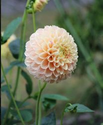 Dahlia ´Sweet Suzanne´