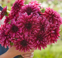 Dahlia ´Tanita´