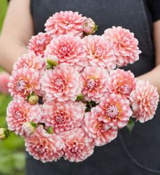 Dahlia ´Trustful´