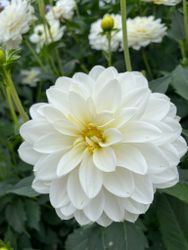 Dahlia ´White Onesta ´