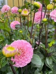Dahlia ´Wizard of Oz´
