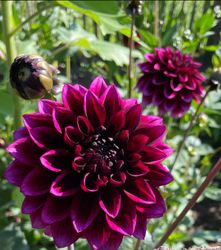 Dahlia ’Davina Michelle’