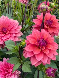 Dahlia ’American Dawn’