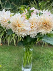 Dahlia ´Café au Lait´