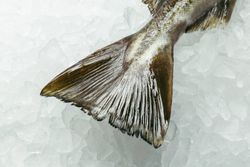 Skrei - Hel sløyd uten hode