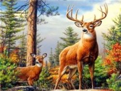 Kronhjortar 30x40#