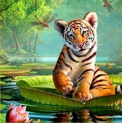 Tigerunge 40x50 #