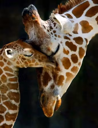 Giraffer 40x50cm #