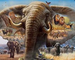 Elefant savann lejon 40x50cm