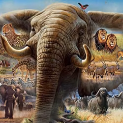 Elefant savann lejon 40x50cm