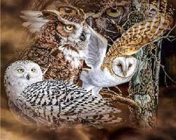 Ugglor 🦉 30x40