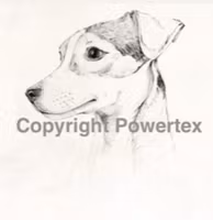 Jack russel, A4, laserprint