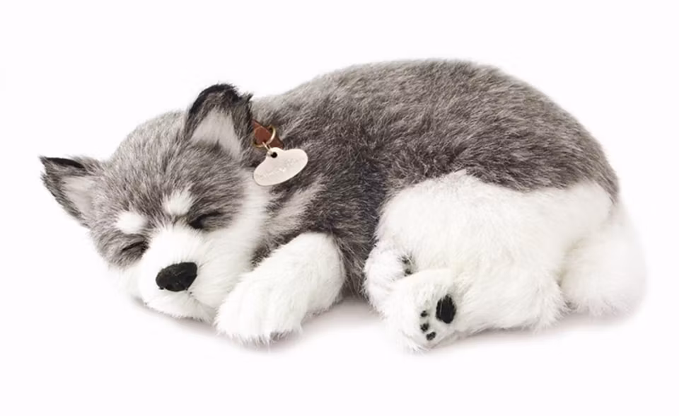 Alaska Husky – En Realistisk Sovande Valp