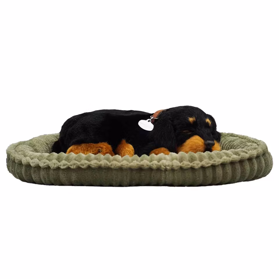 Rottweiler – En Realistisk Sovande Valp