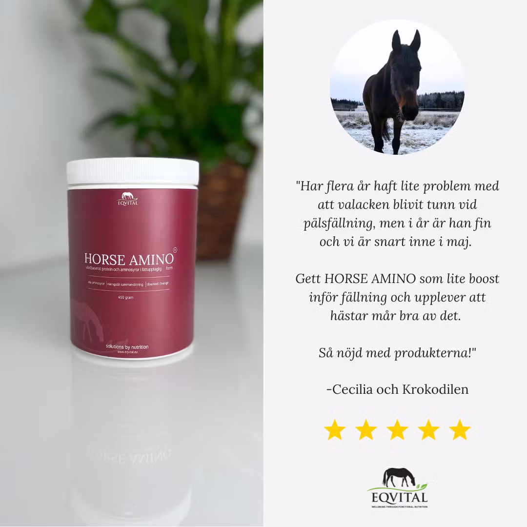 Horse Amino proteintillskott