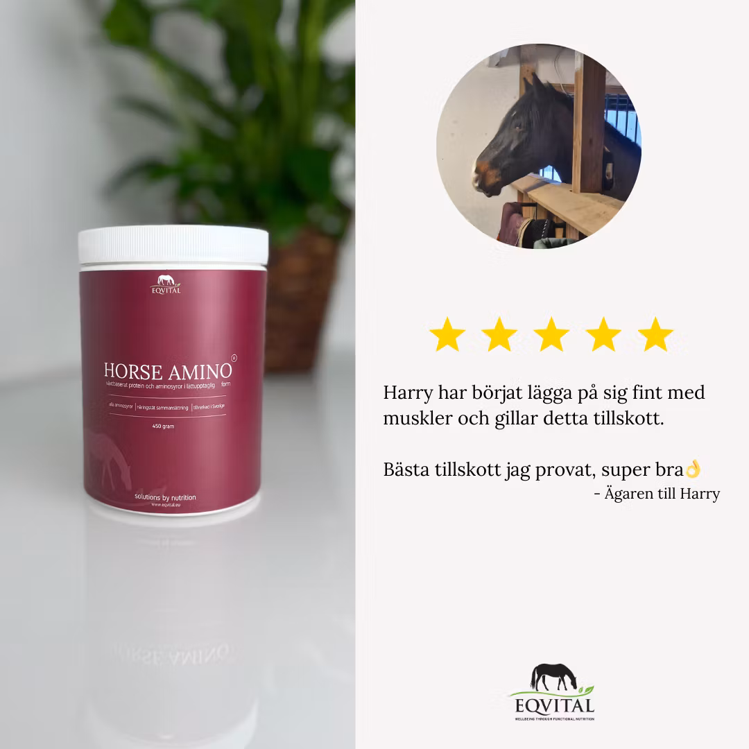 Horse Amino proteintillskott
