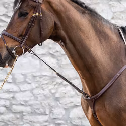 Dyon Kort fast martingal D