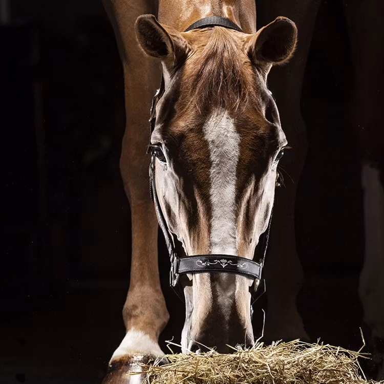 Equiline Timmy nylongrimma