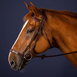 Dyon Träns remontnosgrimma N