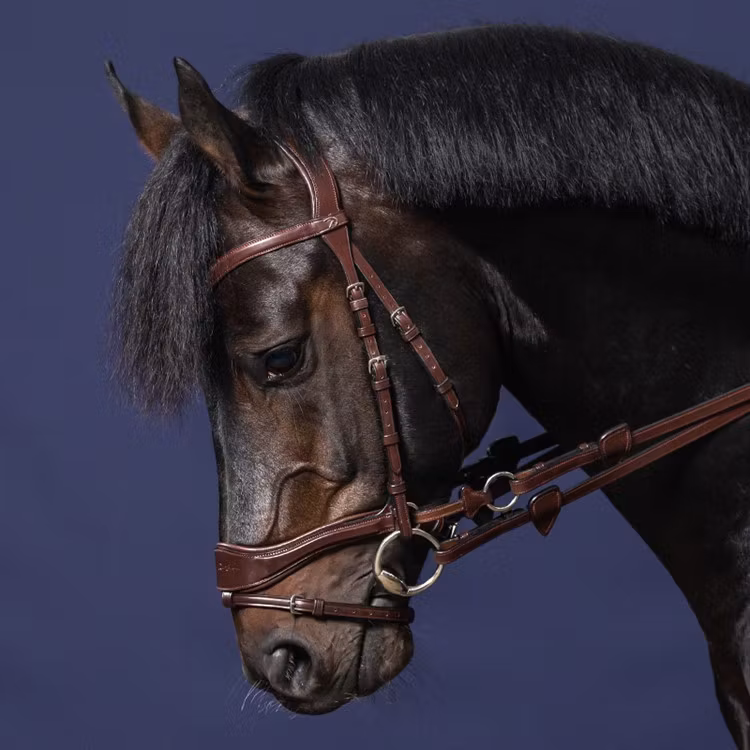 DyonTräns D Motion N