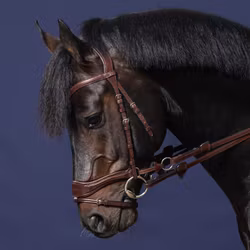 DyonTräns D Motion N