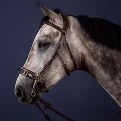 Dyon Träns för hackamore N