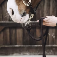 Kentucky Lead Rope Loop