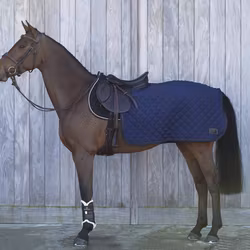 Kentucky  Quarter Ridländtäcke 160G