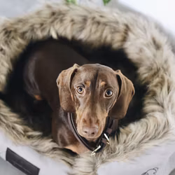 Kentucky Hundsäng Grotta