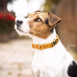 Kentucky Hundhalsband Velvet