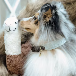 Kentucky Hundhalsband Jacquard