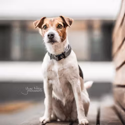 Kentucky Hundhalsband Reflex