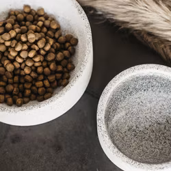 Kentucky Hundskål  Granit