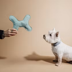 Kentucky Pastell Ben