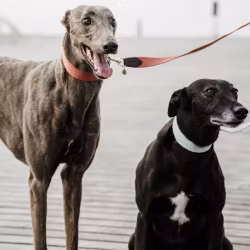 Kentucky Koppel Jacqard 140 CM