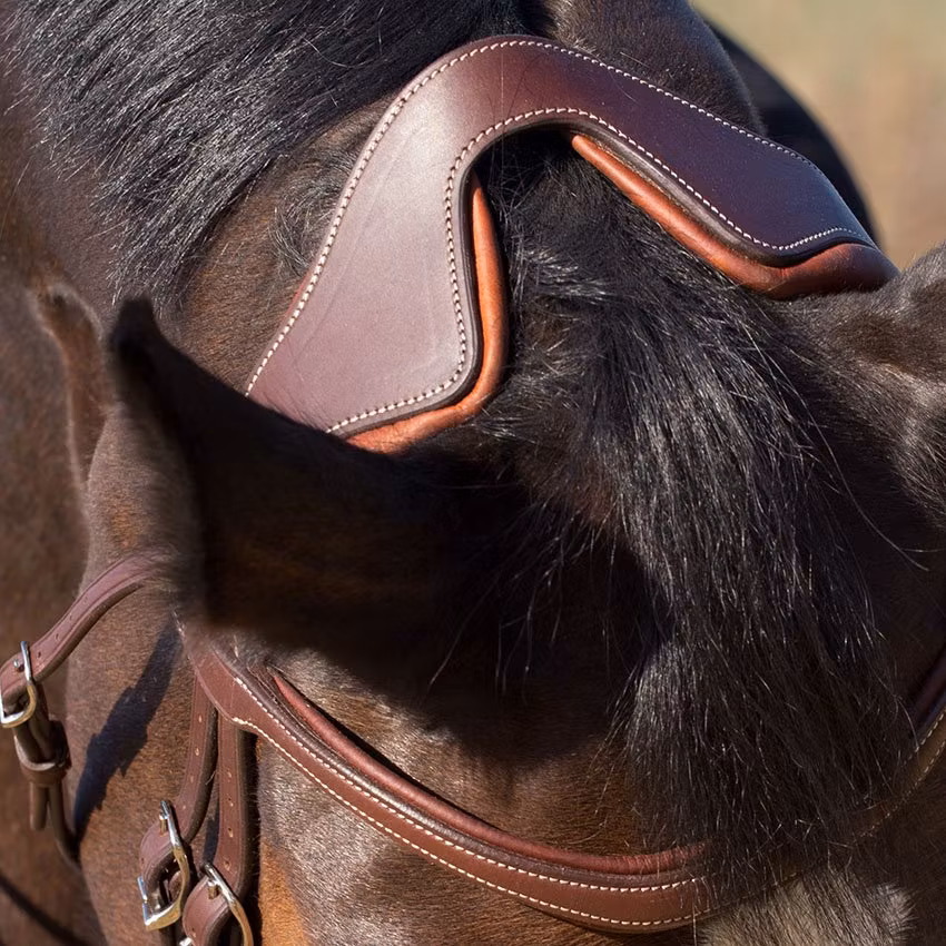 Antares Precision träns med Komfort Aachennosgrimma