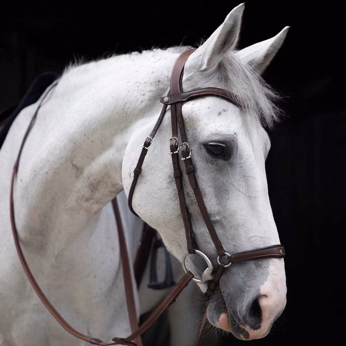 Antares Origin träns med Remontnosgrimma